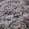 Dezember 2007 227 600X600.jpg