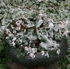 Dezember 2007 230 600X599.jpg