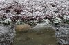 Dezember 2007 235 600X399.jpg