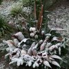 Dezember 2007 240 600X600.jpg