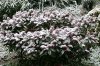 Dezember 2007 246 600X400.jpg