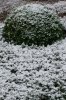 Dezember 2007 248 400X600.jpg