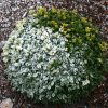 Dezember 2007 265 600X600.jpg