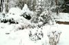 winterPICT2617.jpg