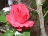 001 600X449.jpg