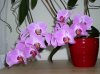 Orchideen.jpg