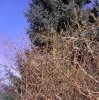 FrÃ¼hling 2008 012 599X600.jpg