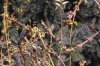 FrÃ¼hling 2008 019 600X399.jpg