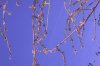 FrÃ¼hling 2008 020 600X397.jpg