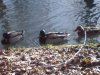 Enten.jpg