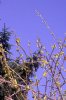 FrÃ¼hling 074 399X600.jpg