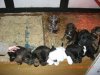 Hunde 6 Wochen 004.JPG