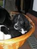 Hunde 6 Wochen 013.JPG