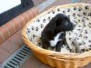 Hunde.JPG