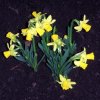 FrÃ¼hling 050 600X600.jpg