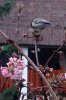 FrÃ¼hling 089 400X600.jpg