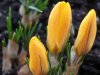 FrÃ¼hling01.jpg