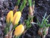 FrÃ¼hling 2008.jpg