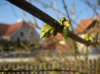 ganz klein IMG_0885.jpg