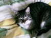 Katze 001.jpg