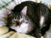 Katze 002.jpg