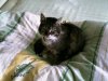 Katze 003.jpg