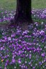 FrÃ¼hling 159 400X600.jpg