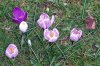 FrÃ¼hling 162 600X400.jpg