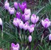 FrÃ¼hling 163 600X599.jpg