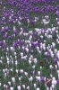 FrÃ¼hling 184 400X600.jpg