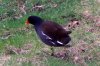 FrÃ¼hling 154 (2) 600X400.jpg