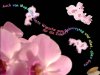orchidee1a.jpg