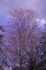 FrÃ¼hling 204 400X600.jpg