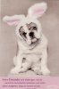 bb_Osterhase_07.jpg