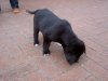 Hunde 8 wochen 011.JPG