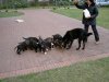 Hunde 8 wochen 007.JPG