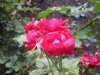 IMGP11150001.JPG