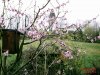 Nektarinenbaum.jpg