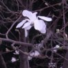 Magnolien 002.jpg