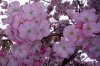 MandelblÃ¼ten 001.jpg