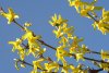 Forsythien 006.JPG