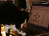 Computerkatze.jpg