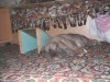 ENDE__RZ_07SAMSON__7_.JPG