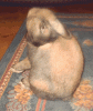 Unbenannt-1.gif