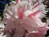 rhododendrongr4.jpg