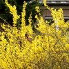 FrÃ¼hling 0115.JPG