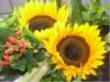 web. sonnenblumenstrauÃŸ, mittelgroÃŸ.jpg