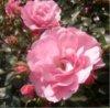 web. rosa rosen.jpg