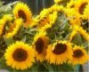 web. viele sonnenblume, mittelgro0ÃŸ.jpg