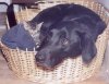 catanddog.jpg